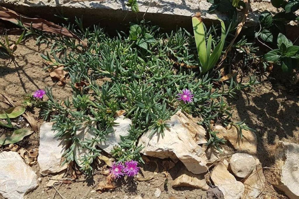 Apartment Kristic - Saplunara, Mljet Babino Polje 외부 사진